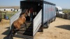 Transporte de caballos