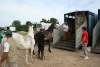 Transporte de caballos
